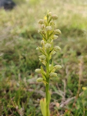 Dactylorhiza viridis