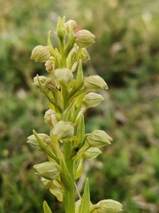 Dactylorhiza viridis