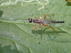 Poemeniinae