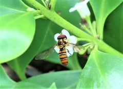 Episyrphus viridaureus