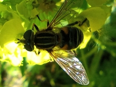 Mesembrius peregrinus