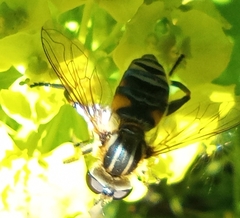 Mesembrius peregrinus