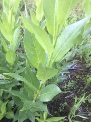 Salix lucida lucida