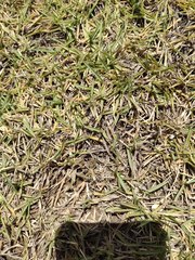 Zoysia matrella