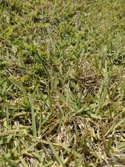 Zoysia matrella