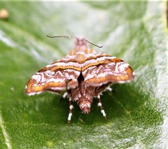 Choreutis periploca