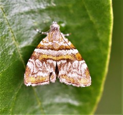 Choreutis periploca