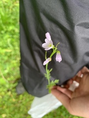Cardamine pratensis pratensis