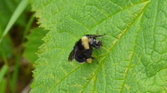 Bombus caliginosus