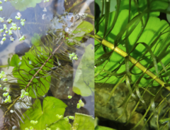 Hippuris vulgaris