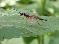 Poemeniinae