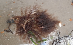 Desmarestia aculeata