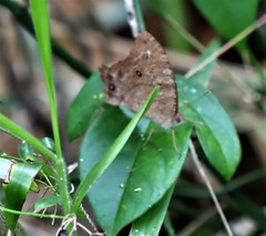 Melanitis leda bankia