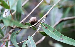Fergusobia
