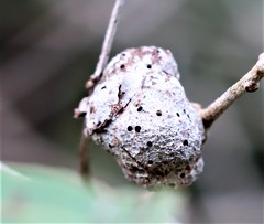 Fergusobia