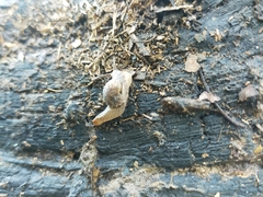 Stanisicarion freycineti