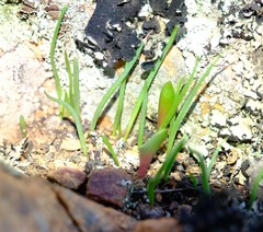 Bulbine wiesei