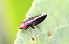 Cephaloconus tenebrosus