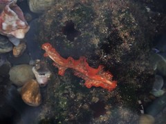 Phrikoceros katoi