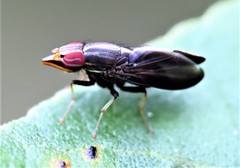 Cephaloconus tenebrosus