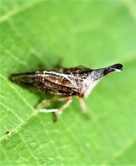 Aconophora compressa