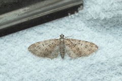 Eupithecia abbreviata