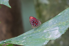 Paralaxita telesia