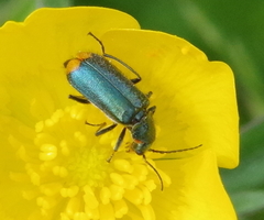 Malachius lusitanicus