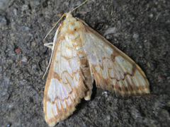 Neoanalthes contortalis