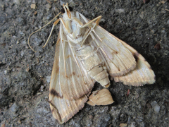 Neoanalthes contortalis