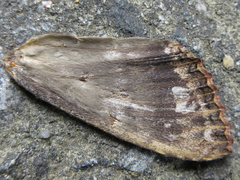 Phalera grotei