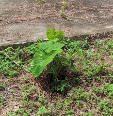 Caladium bicolor