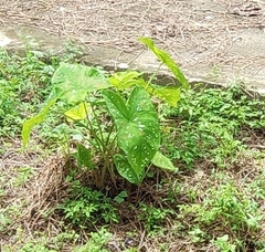 Caladium bicolor