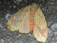 Barsine striata