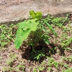 Caladium bicolor