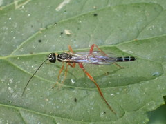 Poemeniinae