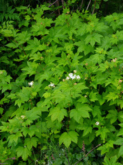 Filipendula occidentalis