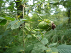 Rosa dimorpha