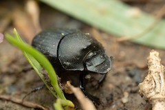 Onthophagus verticicornis