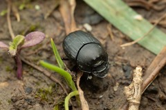Onthophagus verticicornis