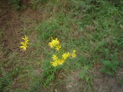 Jacobaea borysthenica
