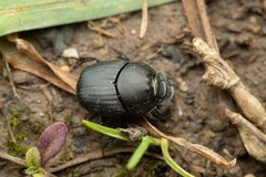 Onthophagus verticicornis