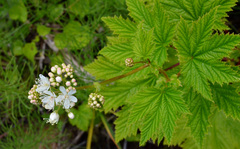Filipendula occidentalis