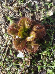 Drosera whittakeri