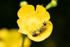 Tenthredo frauenfeldii