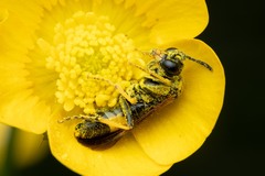 Tenthredo frauenfeldii