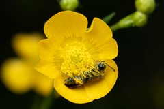 Tenthredo frauenfeldii