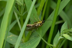 Tenthredopsis litterata