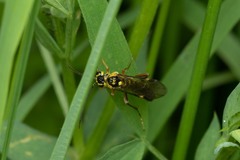 Tenthredopsis litterata