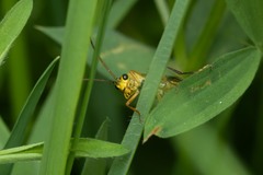 Tenthredopsis litterata